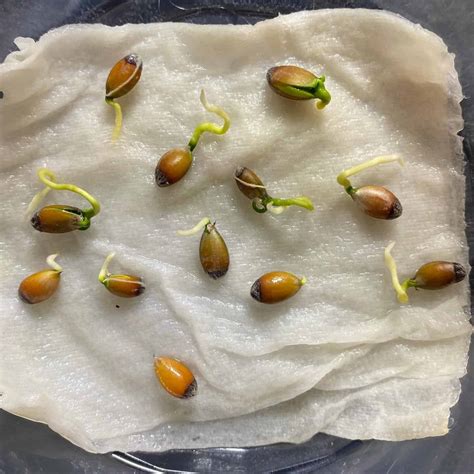 How To Germinate Lemon Seeds Updated Current Year