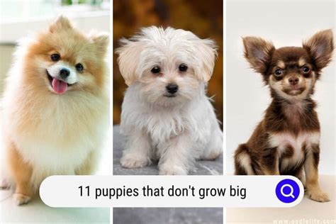 11 Puppies That Dont Grow Big Photos Breeds Oodle Life