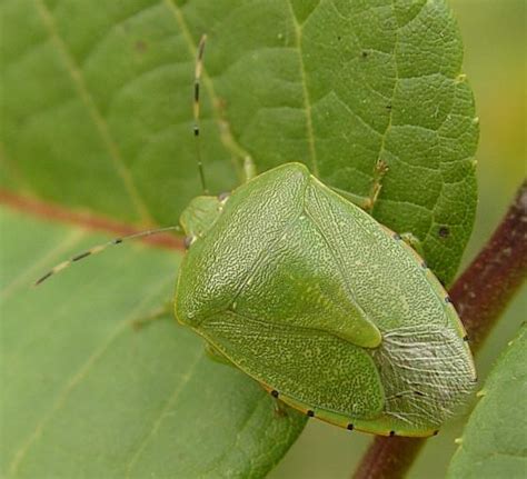 Green Stink Bug Chinavia Hilaris Bugguidenet