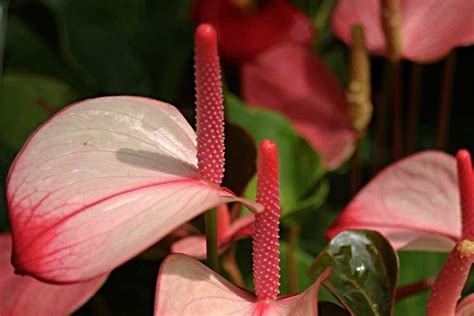 7 Jenis Bunga Anthurium Dan Cara Menanam Hingga Perawatan