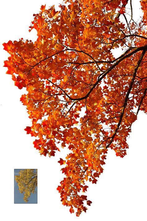 Autumn leaves 2 STOCK by AStoKo on DeviantArt png image