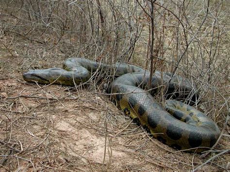 New Images For Reticulated Python Anaconda Images
