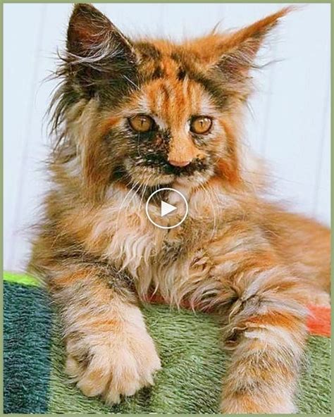 Pin On Mainecoon Cats