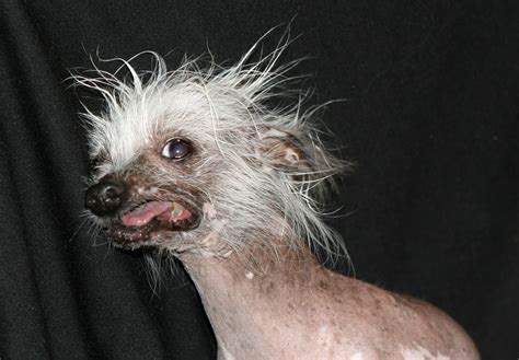Ugliest Dog Alive Beats Own Record For Being Ugly
