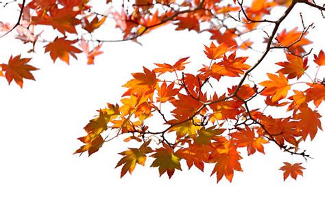 712100 Autumn Tree Branch Stock Photos Pictures And Royalty Free