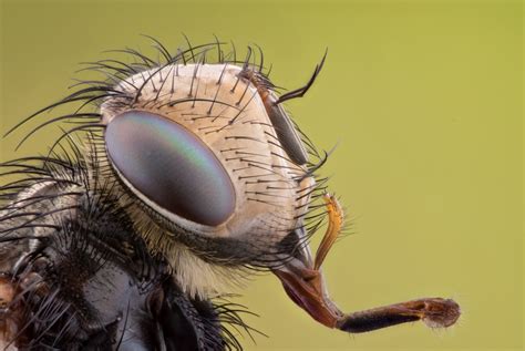 Images Gratuites La Nature La Photographie Mouche Insecte Macro