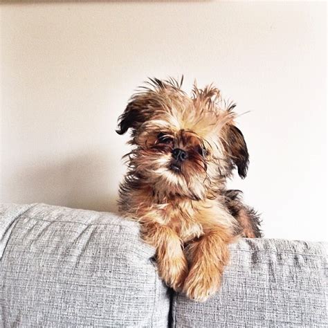 20 Small Dog Breeds That Are The Cutest Creatures On The Planet