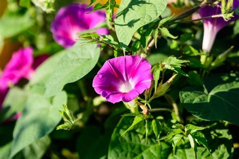 Morning Glory Flower Plant Types How To Grow And Care Florgeous
