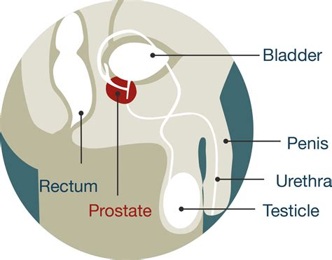 Prostate Zone Anatomy Anatomy Drawing Diagram Sexiz Pix