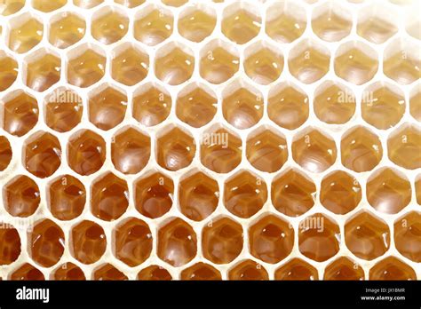 Honey Bee Wax Honeycomb Cells With Sweet Honey Stock Photo Alamy