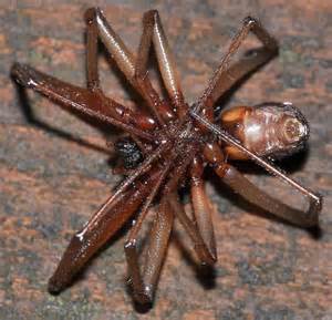 Spider Steatoda Grossa Bugguidenet
