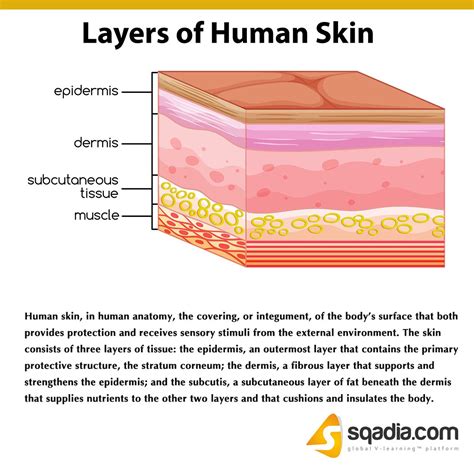Layers Of Human Skin Subcutaneous Tissue Skin Anatomy Dermatology