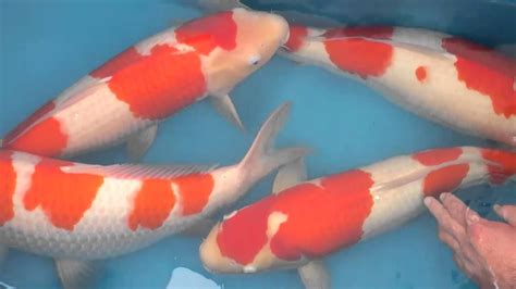 Jumbo Koi Fish For Sale Siervissen Online Shop Unlimited Creativity