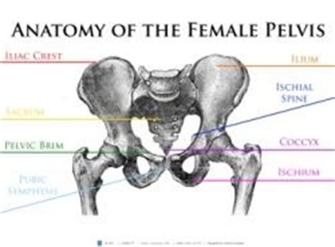 It's important to do this so you can be careful with injured. This Anatomy of the Female Pelvis poster provides a visual diagram of the female pelvis. | CAPPA ...