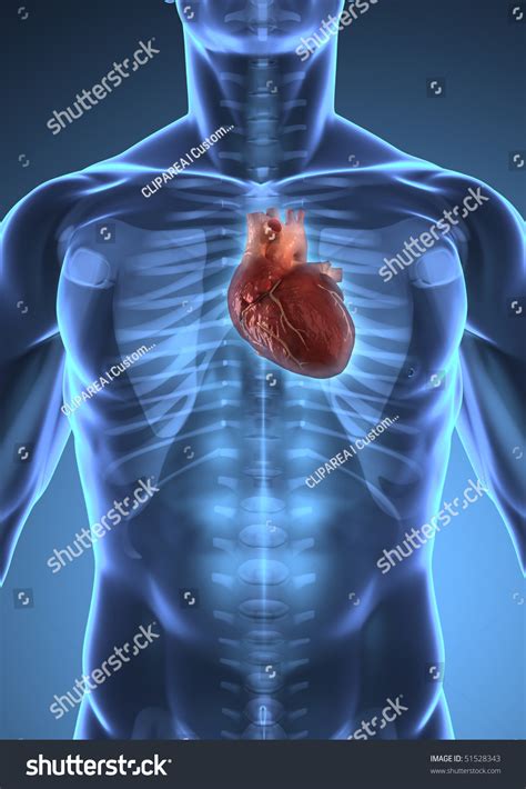 Human Heart Inside Human Xray Body Stock Illustration 51528343