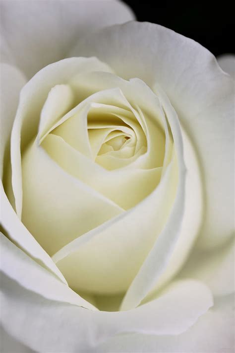 Queen Ivory Rose Flower 2 Photograph By Jennie Marie Schell Pixels