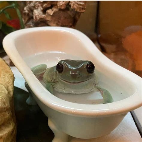 Maybe you would like to learn more about one of these? peaches and frogs on Instagram: "he do be clean doe🌱