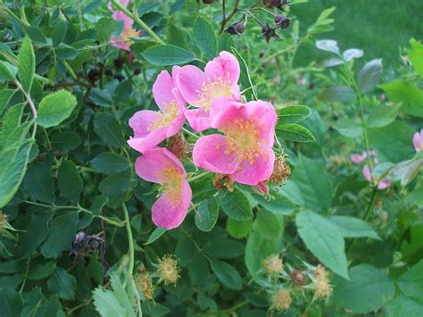 The Wild Prairie Rose State Flower Of North Dakota North Dakota
