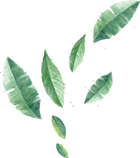 hojas verde plantas transparente vector png | Hojas verdes, Fondo de png image