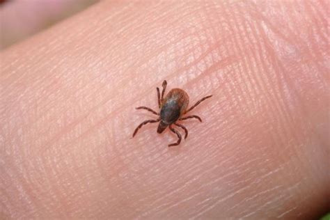 Maryland Researchers Identify New Tick Borne Disease Gephardt Daily