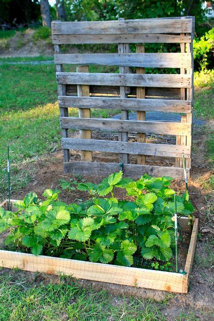 Strawberry Patch And Pallet Trellis Garden Trellis Pallet Trellis