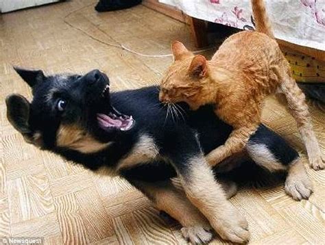 Cute Funny Animalz Funny Animals Fighting 2014 Images