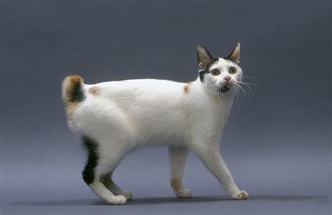 Best Japanese Bobtail Cat Guide Characteristic And Cat Care