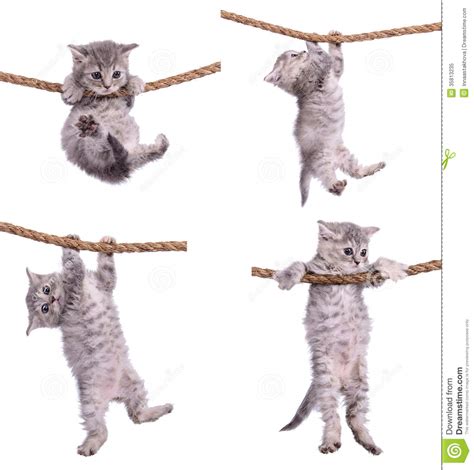 Kittens With Rope Stock Image Image Of Cord Furry Relax