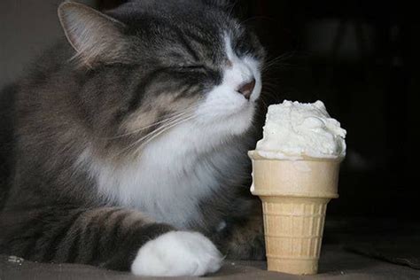 39 Cats Eating Ice Cream In 2020 Eating Ice Cream Cat Furry Cats