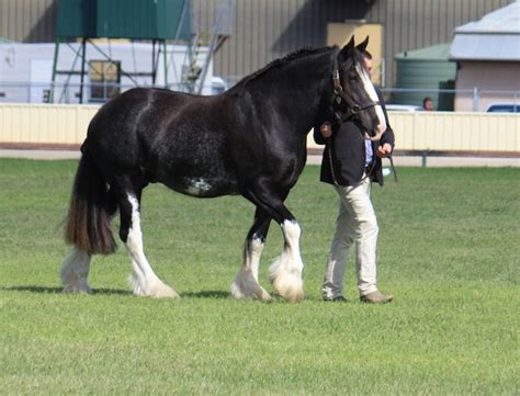 Shire Horse Society Of Australia Darkmoor Shires