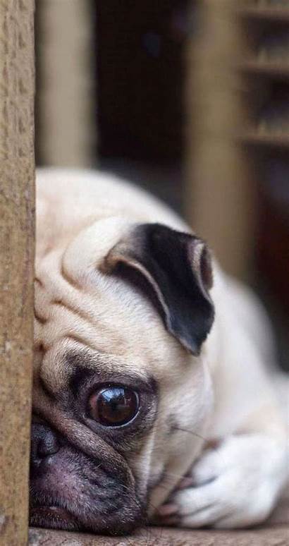 Pug Pugs Wallpapers Iphone Fat Dog Dogs