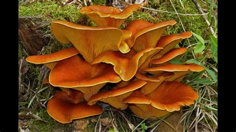 Types Of Fungus On Plants