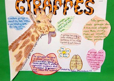 Learn interesting animal facts and download free coloring pages at animal fact guide. Animal facts - giraffes | African art projects, Animal art projects, Science poster