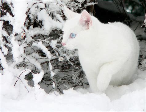 Cats In Snow Really Cute Cats