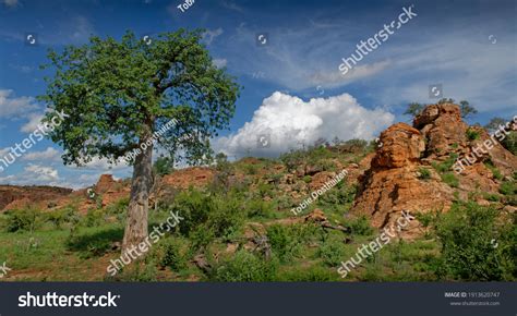 Baobab Trees Mapungubwe National Park Gem Stock Photo 1913620747