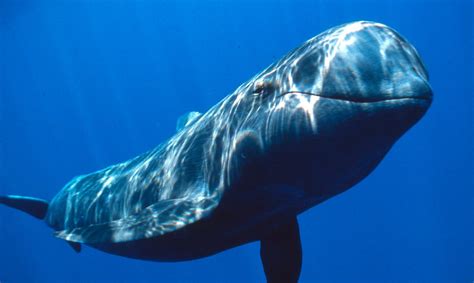 Características Físicas De Las Ballenas Imágenes Y Fotos