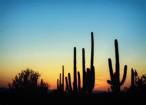 Arizona Cactus Cacti Free Photo On Pixabay