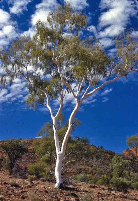 Tropical Eucalyptus Tree Australian Trees Australia Landscape