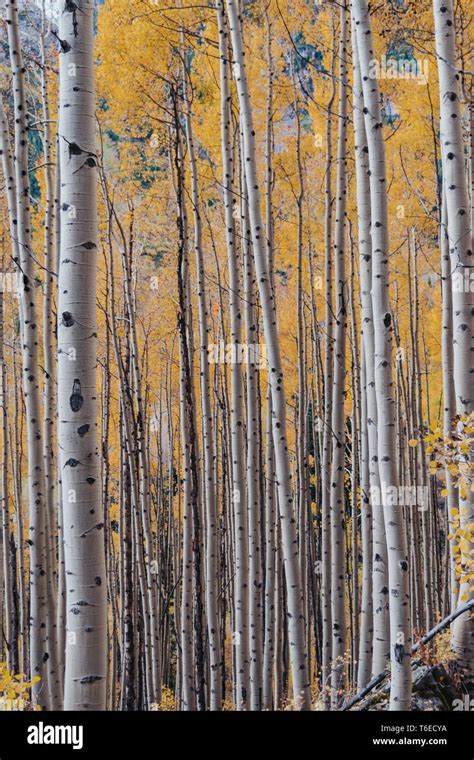 Golden Yellow Aspen Trees During The Fall At Maroon Bells In Aspen