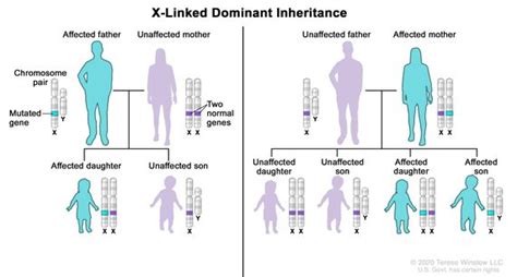 A recessive trait is expressed only in homozygous state in diploids as its effect is masked by presence of dominant allele in the heterozygous condition. Can A Recessive Trait Be On The Y Chromosome : Sex X ...