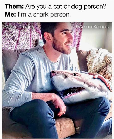 I Love Sharks Shark Memes Shark Meme Shark