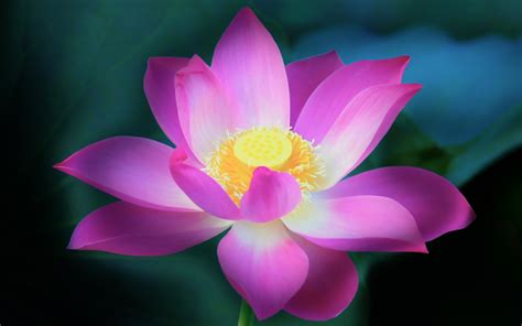 Free Download Free Lotus Flower Wallpaper Free Lotus Flower Windows