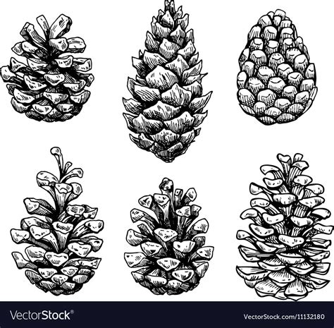 Pine Cone Set Botanical Hand Drawn Royalty Free Vector Image