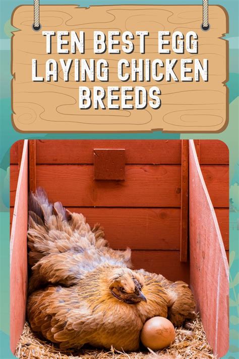 The 10 Best Egg Laying Chicken Breeds In 2021 Egg Laying Chickens