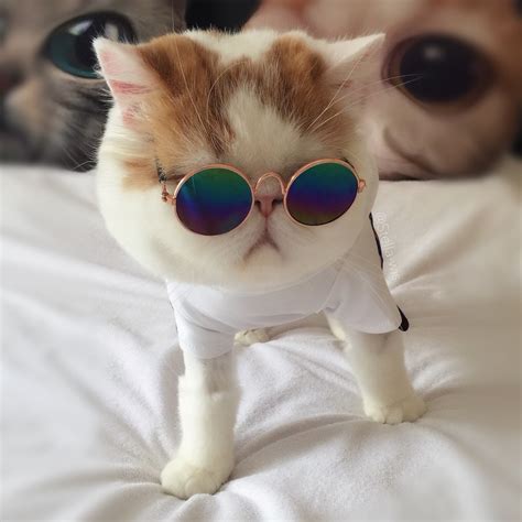 Uv Sunglasses Cats Glasses Fashion Cute Accessories