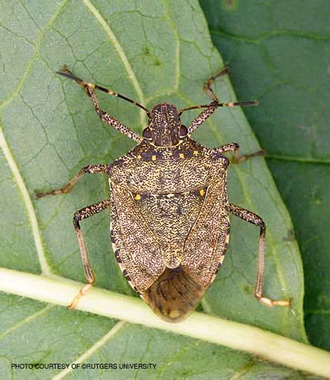 Stink Bug Identification Learn About Stink Bugs In Oh And Mi