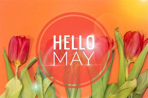 Banner Hello May Welcome Picture New Month Warm Month The Month Of