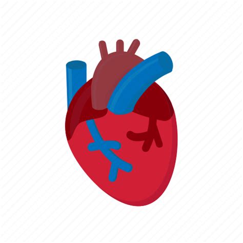 Anatomy Blood Cardiology Heart Human Icon