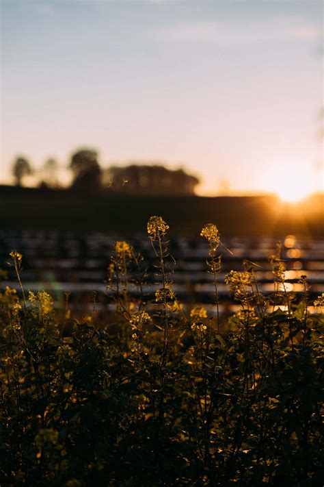 Download Morning Flower Field Tumblr Photography iPhone Wallpaper
