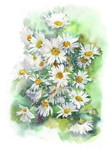 Watercolor Chamomile Daisy Flowers Painting By Mary Pashkova Pixels